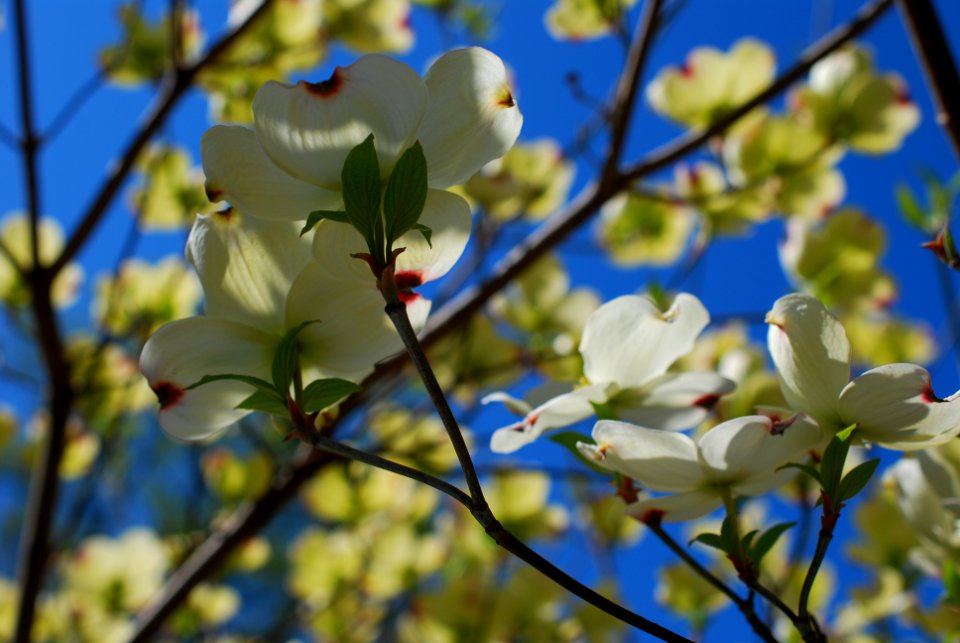 Dogwood photo