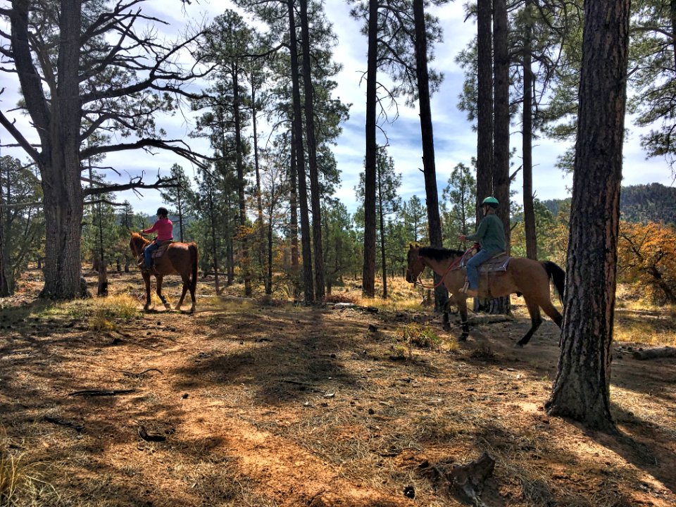 Big Dogs on Our Trail