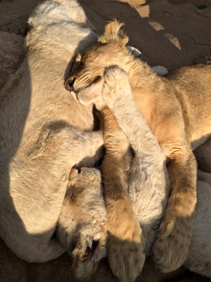 South africa wildlife cute