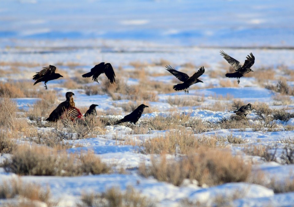 Juvenile bald eagle and common ravens at Seedskadee National Wildlife Refuge