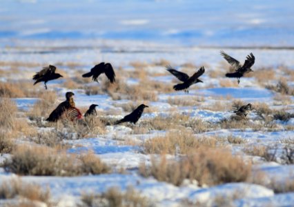 Juvenile bald eagle and common ravens at Seedskadee National Wildlife Refuge photo