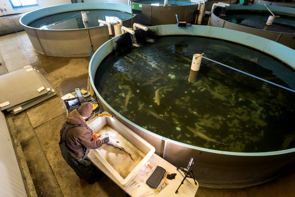 Pallid Sturgeon Ultrasound 1