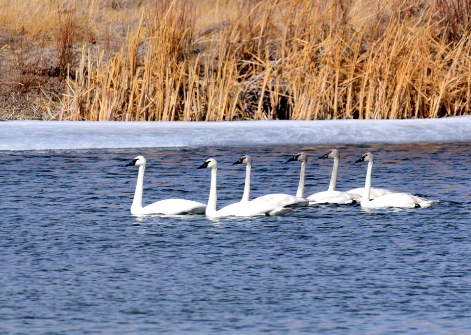 Trumpeter swan family group at Seedskadee National Wildlife Refuge