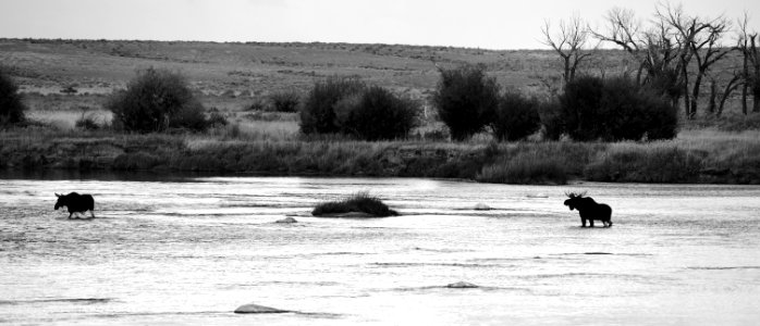 Moose at Seedskadee National Wildlife Refuge