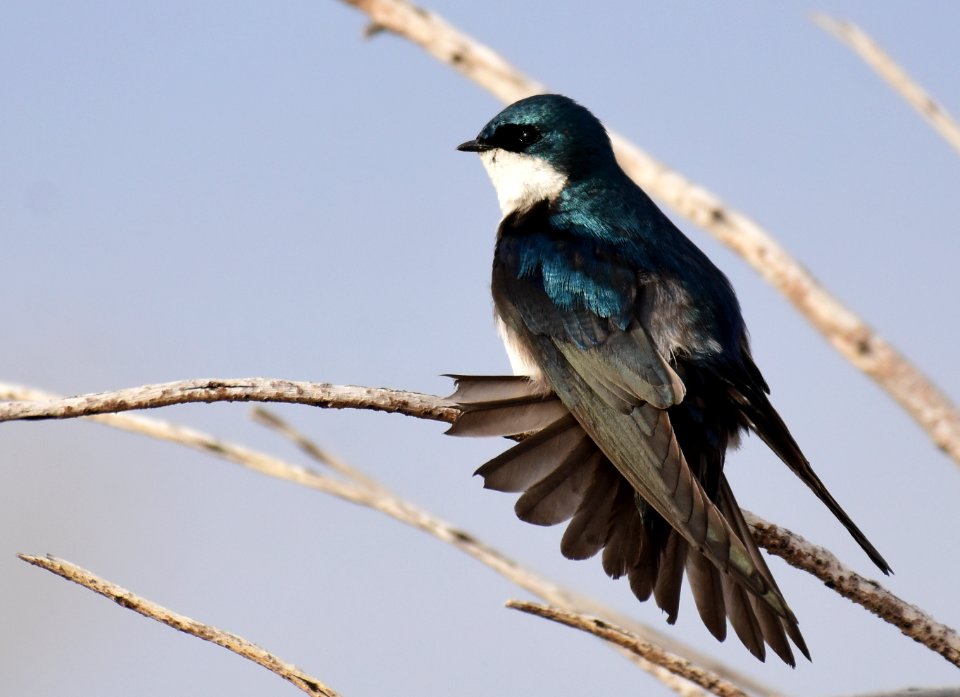 Tree swallow at Seedskadee National Wildlife Refuge