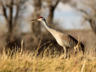 Sandhill crane on Seedskadee National Wildlife Refuge