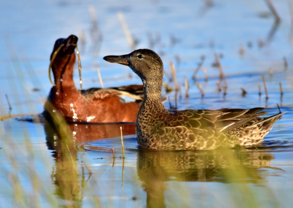 Cinnamon teal at Seedskadee National Wildlife Refuge