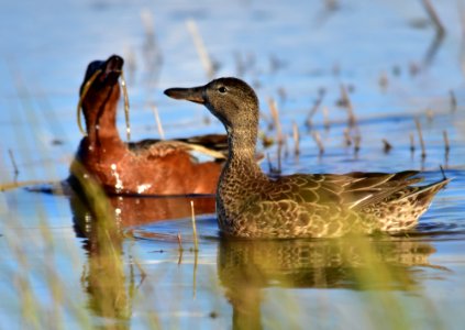 Cinnamon teal at Seedskadee National Wildlife Refuge