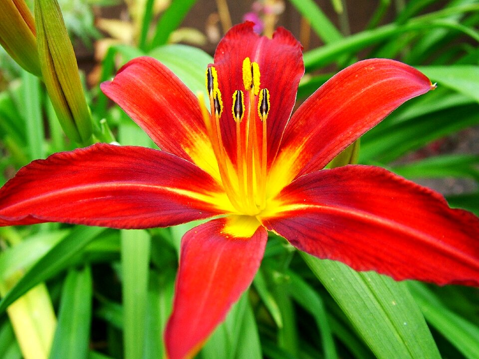 Floral blossom nature