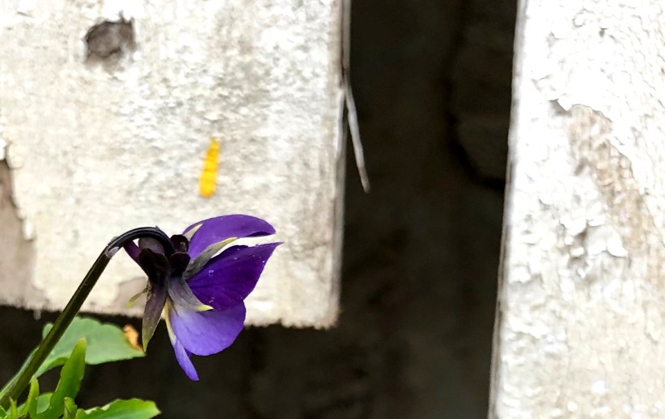 Violets are Tough Flowers