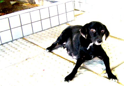 Cadela de rua (street dog)