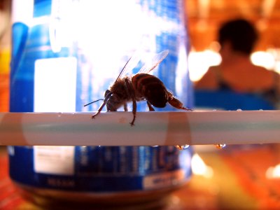 Bee drinking... photo