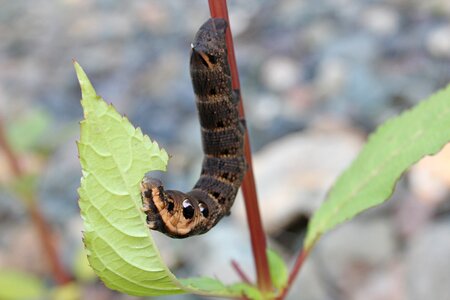 Nature brown black thick caterpillar photo