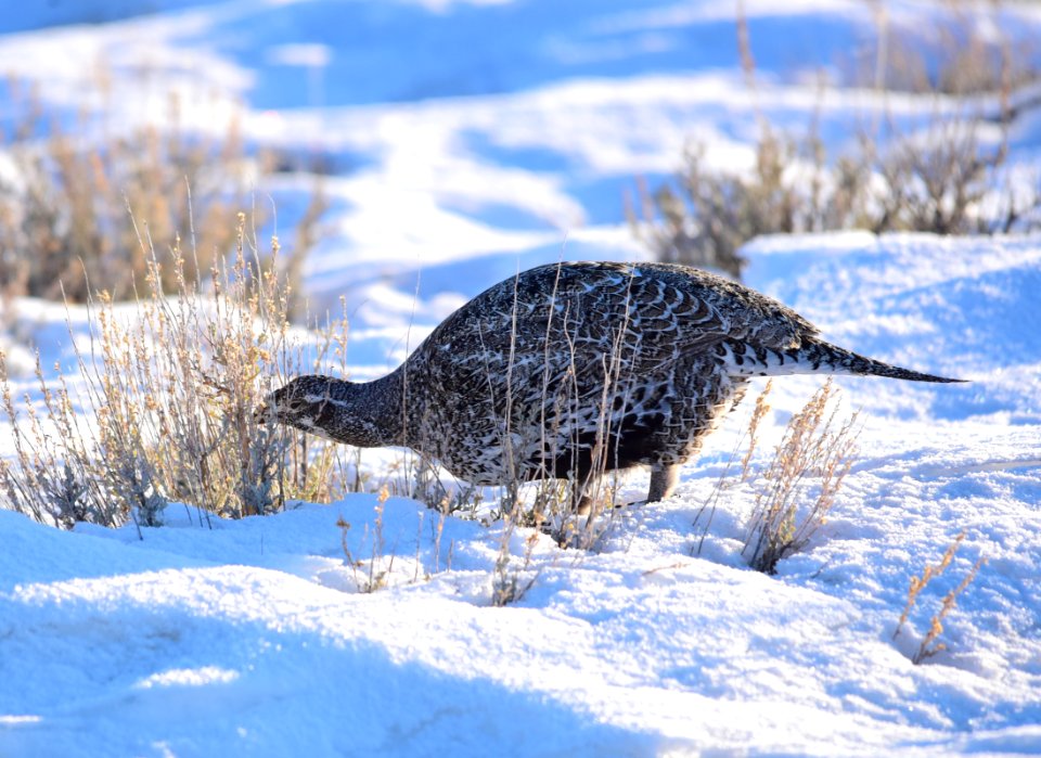 Greater sage-grouse at Seedskadee National Wildlife Refuge