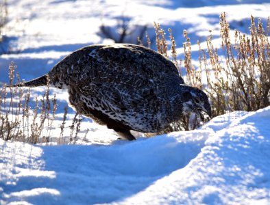 Greater sage-grouse at Seedskadee National Wildlife Refuge