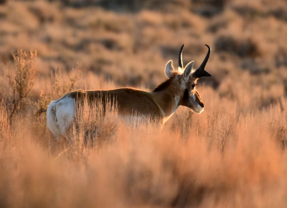 Pronghorn at Seedskadee National Wildlife Refuge