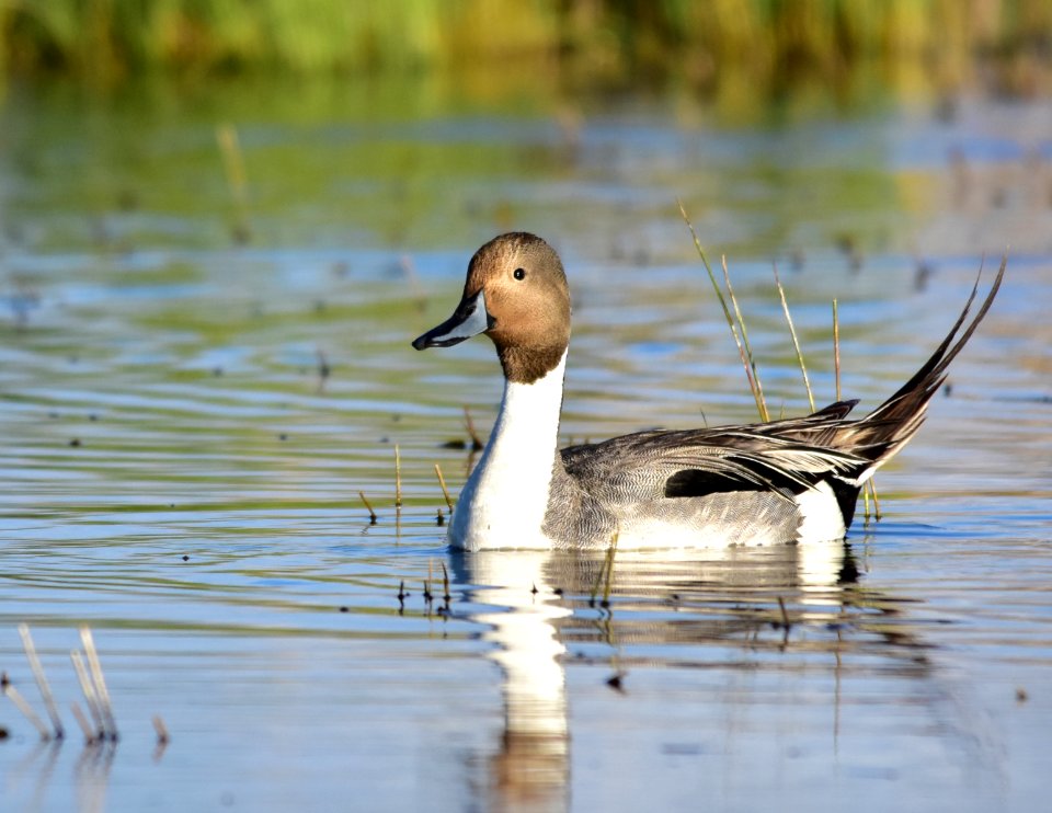 Northern pintail at Seedskadee National Wildlife Refuge