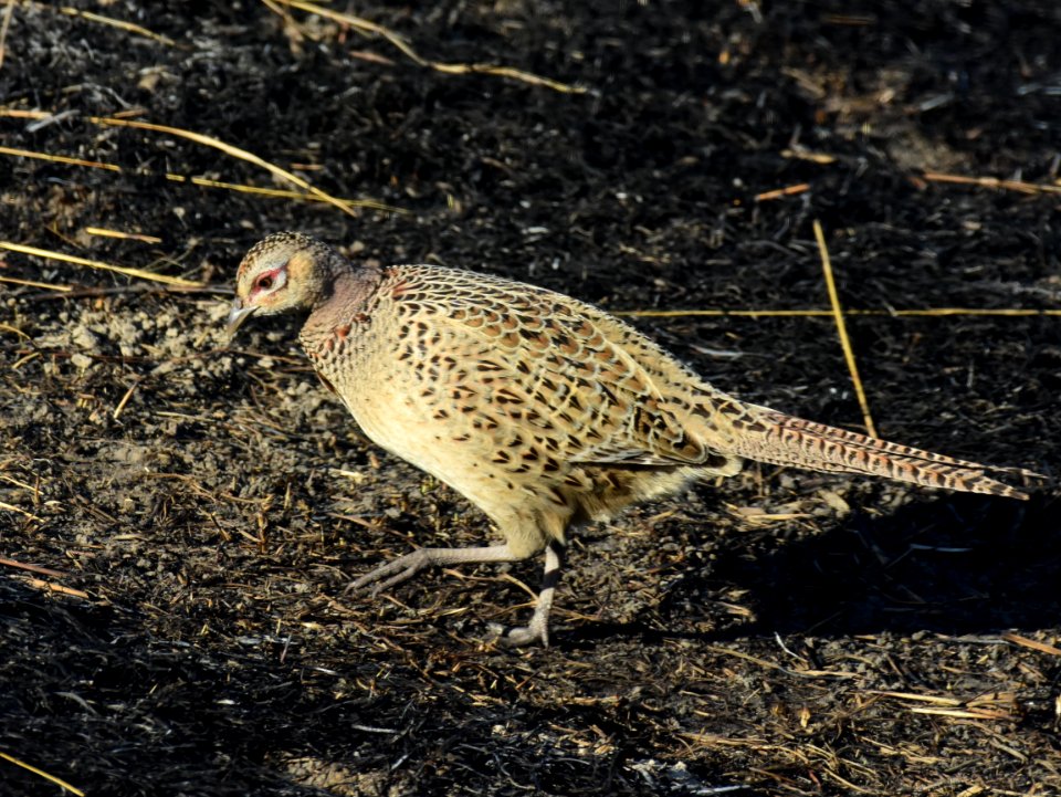 Ring-necked pheasant at LaCreek National Wildlife Refuge