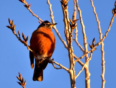 American robin at Seedskadee National Wildlife Refuge photo