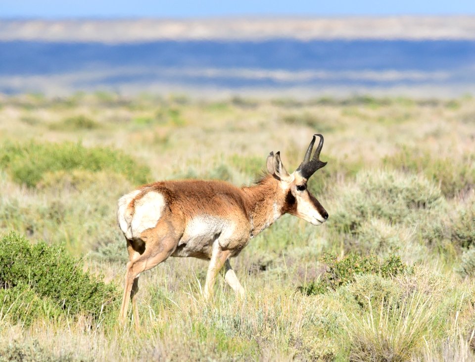 Pronghorn at Seedskadee National Wildlife Refuge