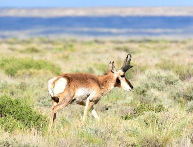 Pronghorn at Seedskadee National Wildlife Refuge