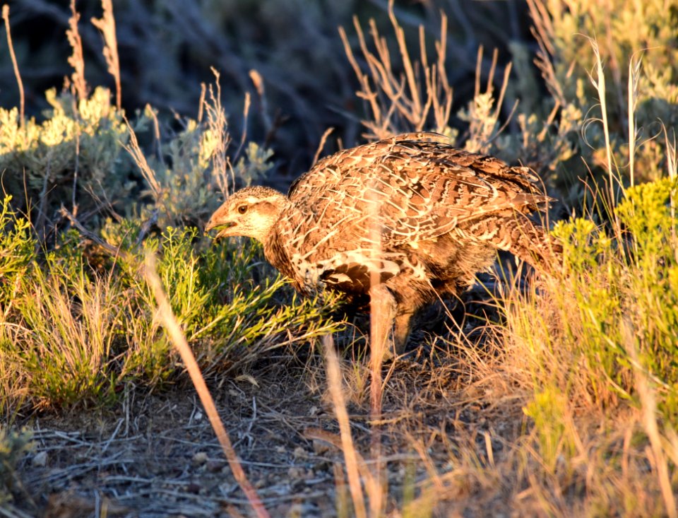 Greater sage-grouse at Seedskadee National Wildlife Refge