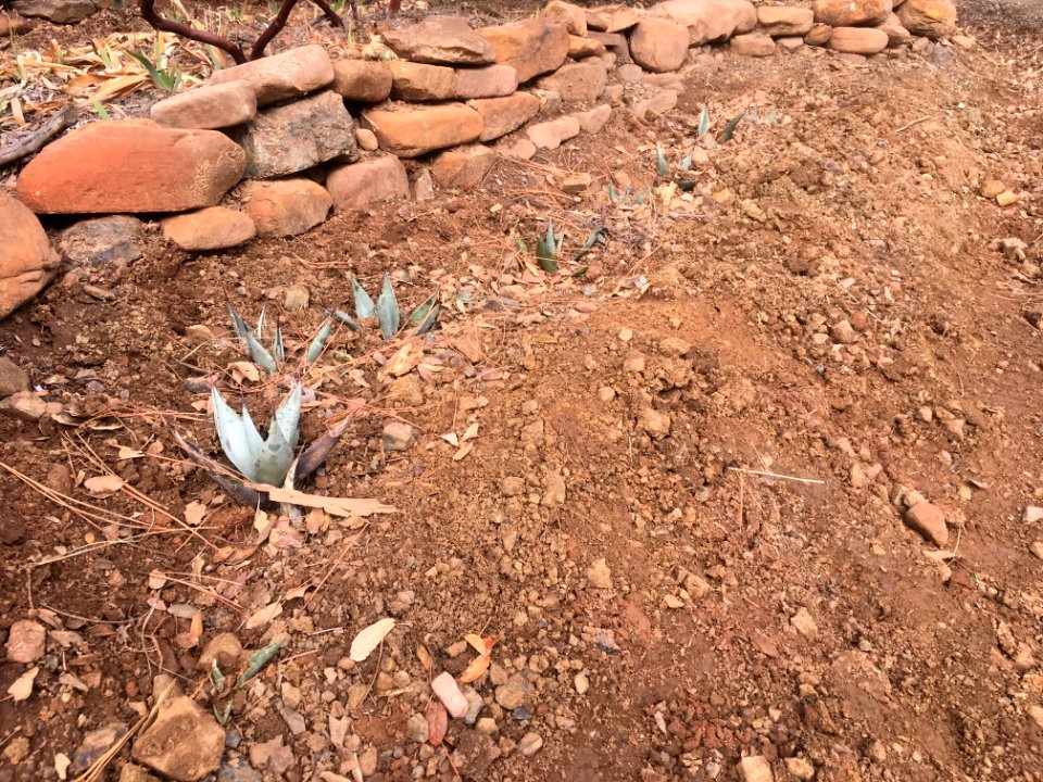 New Cactus Garden