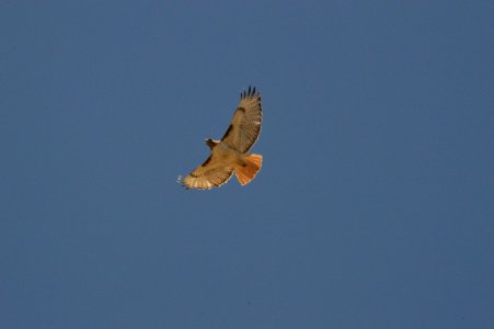 Red Tailed Hawk
