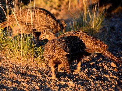Greater sage-grouse at Seedskadee National Wildlife Refge