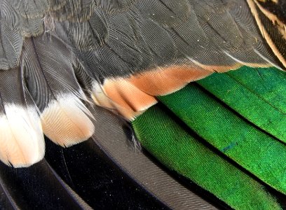 Green-winged teal drake wing speculum