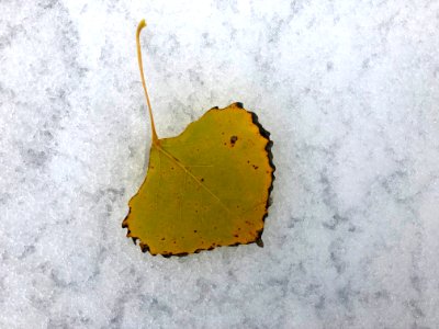 Autumn On Winter
