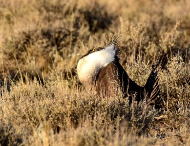 Greater sage-grouse at Seedskadee National Wildlife Refuge