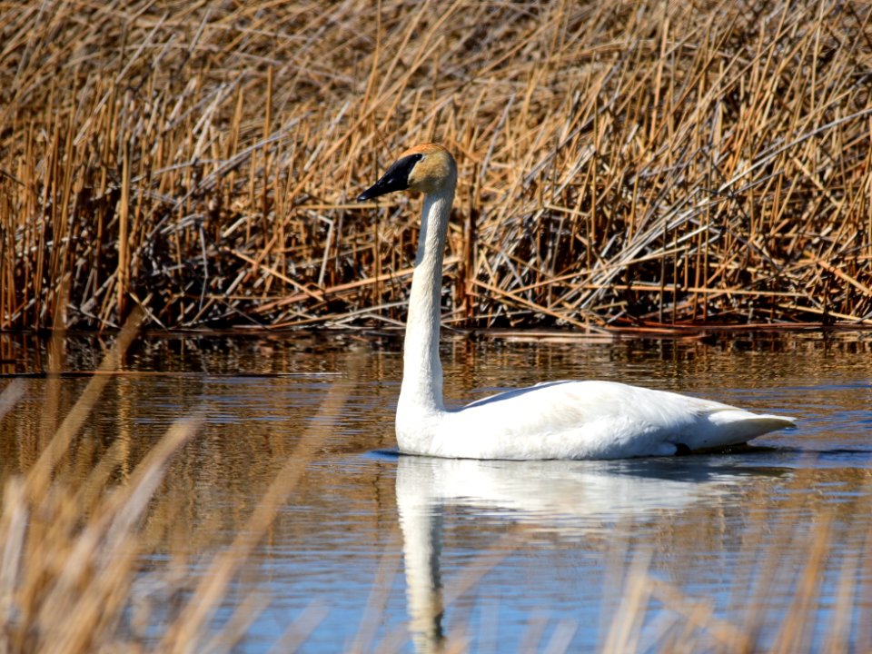 Trumpeter swan at Seedskadee National Wildlife Refuge
