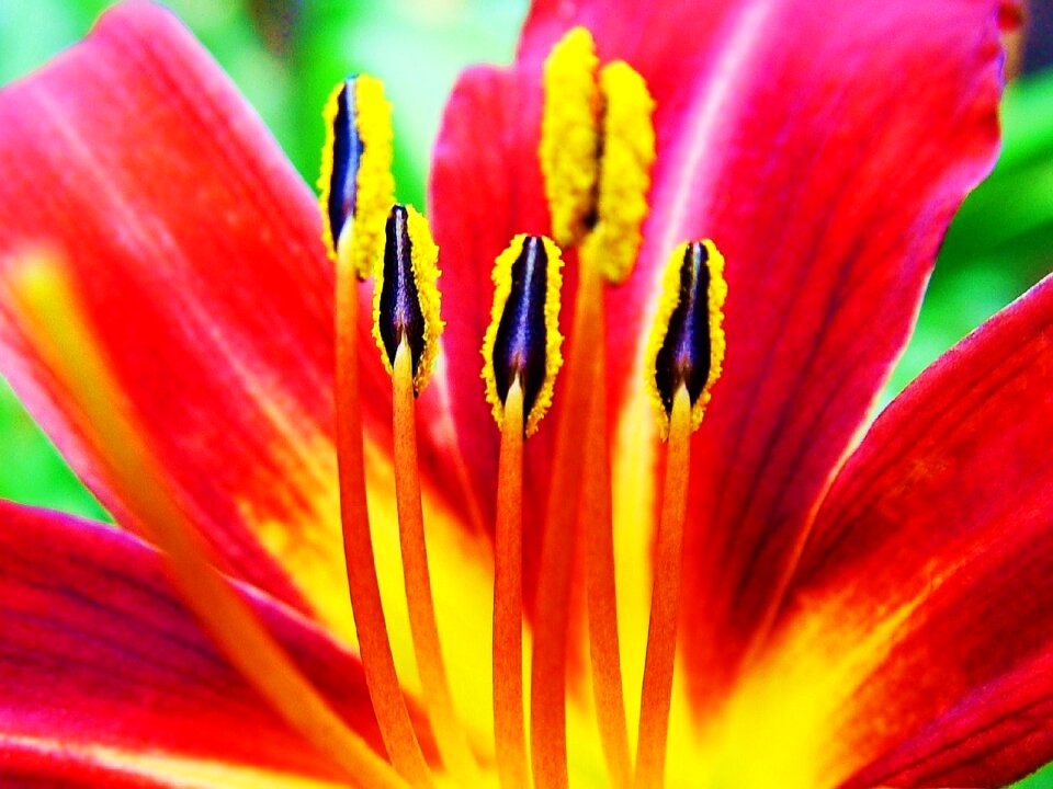 Floral blossom nature