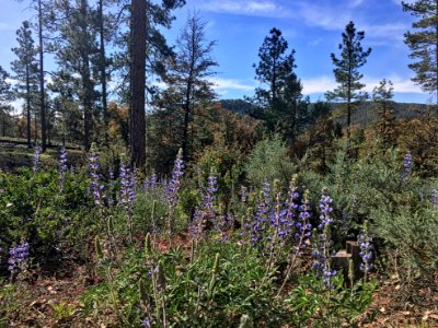 Lupines All the Way to Strawberry Mountain