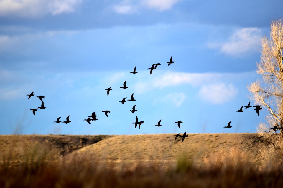 Green-winged teal at Seedskadee National Wildlife Refuge