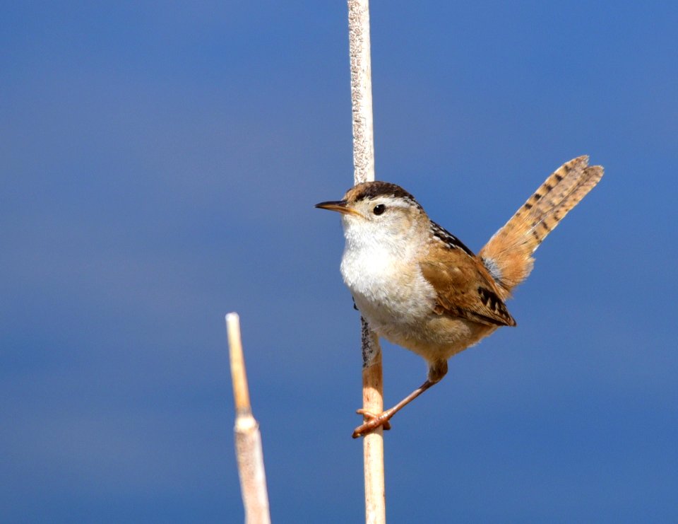 Marsh wren at Seedskadee National Wildlife Refuge