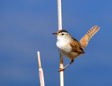 Marsh wren at Seedskadee National Wildlife Refuge photo