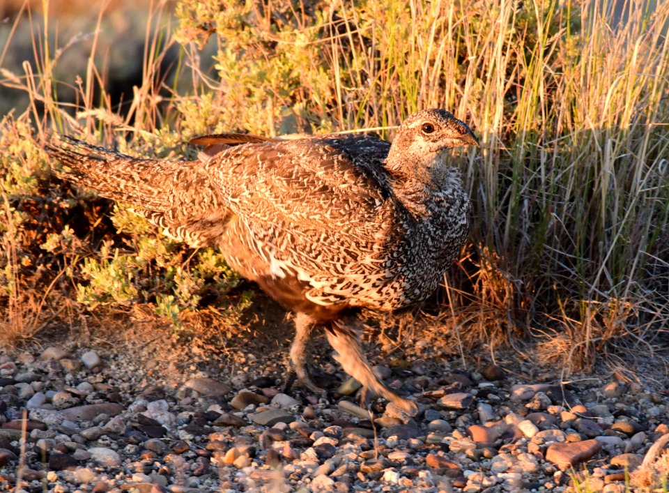 Greater sage-grouse at Seedskadee National Wildlife Refuge