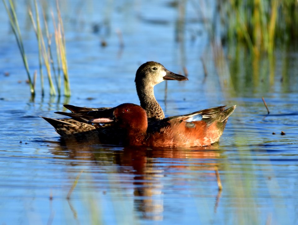 Cinnamon teal at Seedskadee National Wildlife Refuge