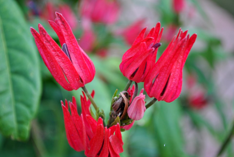 Asan Botanical Garden