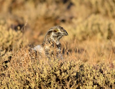Greater sage-grouse at Seedskadee National Wildlife Refuge