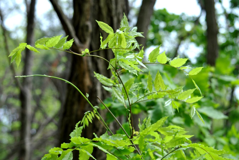 Bukhansan National Park