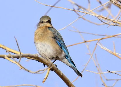 Mountain bluebird at Seedskadee National Wildlife Refuge