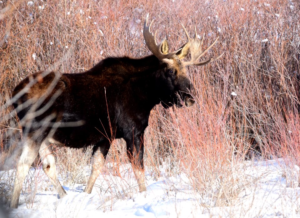 Moose at Seedskadee National Wildlife Refuge