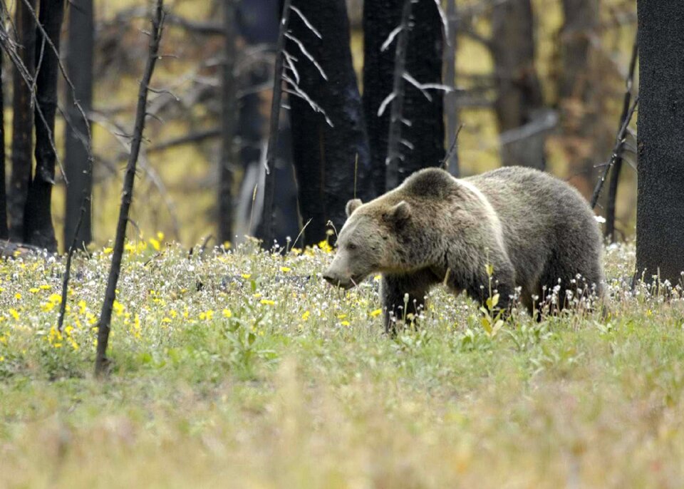Nature predator fur