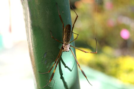 Arachnophobia nature bug