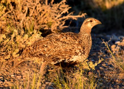 Greater sage-grouse at Seedskadee National Wildlife Refge