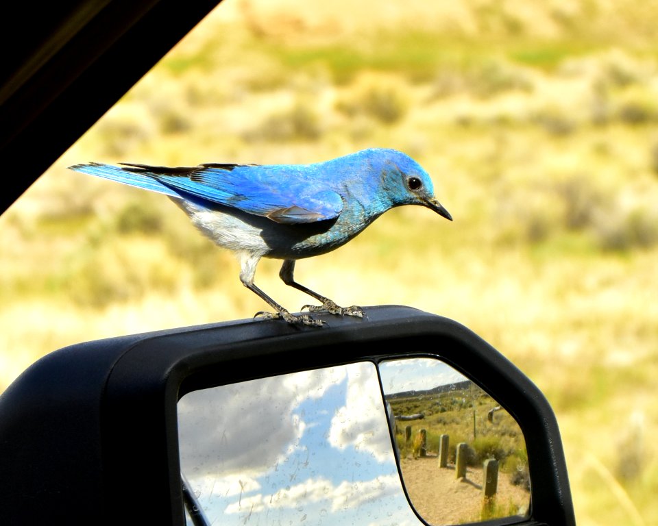 Mountain bluebird at Seedskadee National Wildlife Refuge