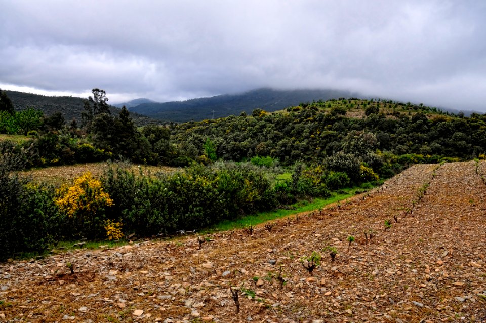 Campo de viñas